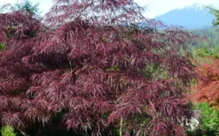 English Lace Japanese Maple - 6 Gallon Pot*B5 -OLALA Plant Shop acer palmatum english lace japanese maple 1