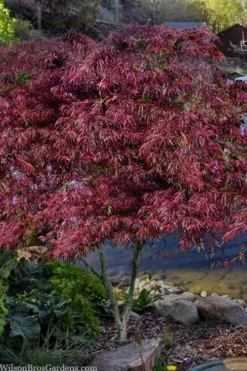 English Lace Japanese Maple - 6 Gallon Pot*B5 -OLALA Plant Shop acer palmatum english lace japanese maple 3