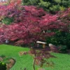 English Lace Japanese Maple - 6 Gallon Pot*B5