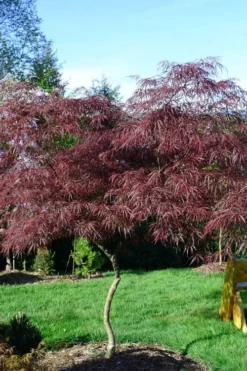 English Lace Japanese Maple - 6 Gallon Pot*B5 -OLALA Plant Shop acer palmatum english lace japanese maple 6