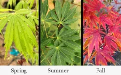 Fascination Japanese Maple - 3 Gallon Pot -OLALA Plant Shop acer palmatum fascination japanese maple foliage colors 15