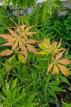 Fascination Japanese Maple - 3 Gallon Pot -OLALA Plant Shop acer palmatum fascination japanese maple summer color 1