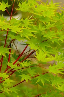Fjellheim Dwarf Coral Bark Japanese Maple - 3 Gallon Pot -OLALA Plant Shop acer palmatum fhellheim dwarf coral bark japanese maple 5