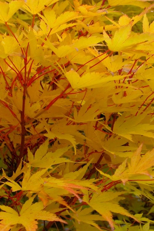Little Sango' Dwarf Coral Bark Japanese Maple - 5 Gallon Pot 7 Little Sango' Dwarf Coral Bark Japanese Maple - 5 Gallon Pot - Image 7