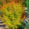 Fjellheim Dwarf Coral Bark Japanese Maple - 3 Gallon Pot