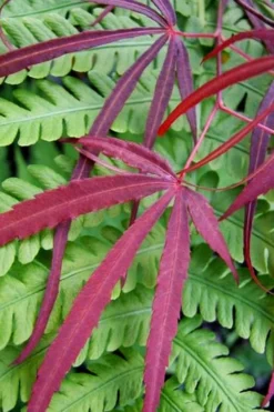 Filifera Purpurea Japanese Maple - 3 Gallon Pot -OLALA Plant Shop acer palmatum filifera purpurea 1