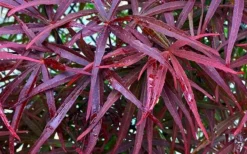 Filifera Purpurea Japanese Maple - 3 Gallon Pot -OLALA Plant Shop acer palmatum filifera purpurea 3