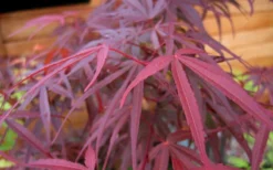 Filifera Purpurea Japanese Maple - 3 Gallon Pot -OLALA Plant Shop acer palmatum filifera purpurea 4