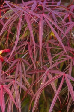Filifera Purpurea Japanese Maple - 3 Gallon Pot -OLALA Plant Shop acer palmatum filifera purpurea 5