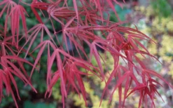 Filifera Purpurea Japanese Maple - 3 Gallon Pot -OLALA Plant Shop acer palmatum filifera purpurea 6