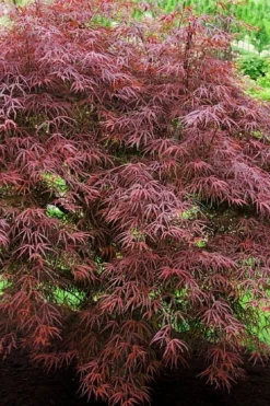 Filifera Purpurea Japanese Maple - 3 Gallon Pot -OLALA Plant Shop acer palmatum filifera purpurea 7