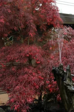 Filifera Purpurea Japanese Maple - 3 Gallon Pot -OLALA Plant Shop acer palmatum filifera purpurea 8