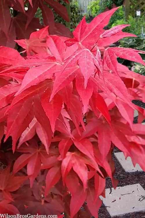 Gable's Glory Chameleon Japanese Maple - 1 Gallon Pot 6 Gable's Glory Chameleon Japanese Maple - 1 Gallon Pot - Image 6