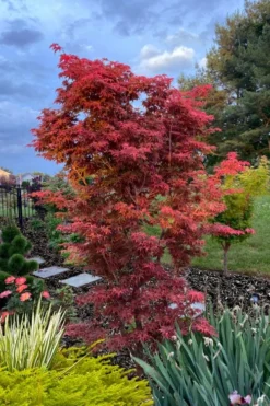 Gable's Glory Chameleon Japanese Maple - 1 Gallon Pot 10 Gable's Glory Chameleon Japanese Maple - 1 Gallon Pot -OLALA Plant Shop acer palmatum gables glory japanese maple 6