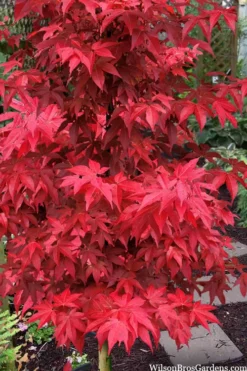 Gable's Glory Chameleon Japanese Maple - 1 Gallon Pot