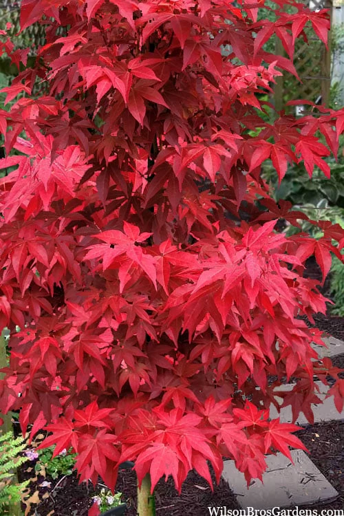 Gable's Glory Chameleon Japanese Maple - 1 Gallon Pot 1 Gable's Glory Chameleon Japanese Maple - 1 Gallon Pot
