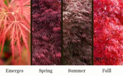 Garnet Laceleaf Japanese Maple - 3 Gallon Pot 8 Garnet Laceleaf Japanese Maple - 3 Gallon Pot -OLALA Plant Shop acer palmatum garnet japanese maple 3