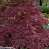 Garnet Laceleaf Japanese Maple - 3 Gallon Pot