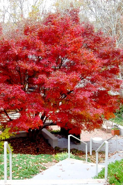 Glowing Embers Japanese Maple - 7 Gallon Pot (5-6') 1 Glowing Embers Japanese Maple - 7 Gallon Pot (5-6')