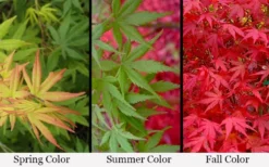 Glowing Embers Japanese Maple - 7 Gallon Pot (5-6') 12 Glowing Embers Japanese Maple - 7 Gallon Pot (5-6') -OLALA Plant Shop acer palmatum glowing embers japanese maple 21