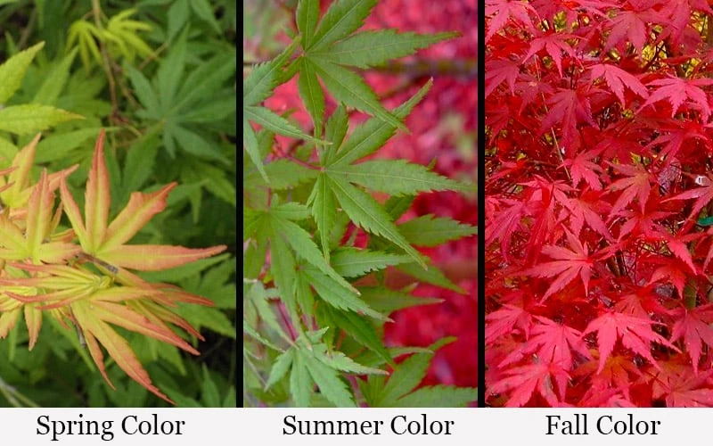 Glowing Embers Japanese Maple - 7 Gallon Pot (5-6') 4 Glowing Embers Japanese Maple - 7 Gallon Pot (5-6') - Image 4