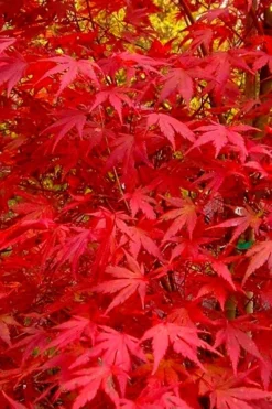 Glowing Embers Japanese Maple - 7 Gallon Pot (5-6') 16 Glowing Embers Japanese Maple - 7 Gallon Pot (5-6') -OLALA Plant Shop acer palmatum glowing embers japanese maple 22