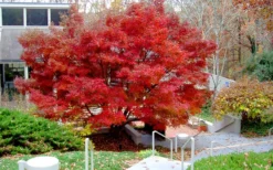 Glowing Embers Japanese Maple - 3 Gallon Pot 17 Glowing Embers Japanese Maple - 3 Gallon Pot -OLALA Plant Shop acer palmatum glowing embers japanese maple 24 1