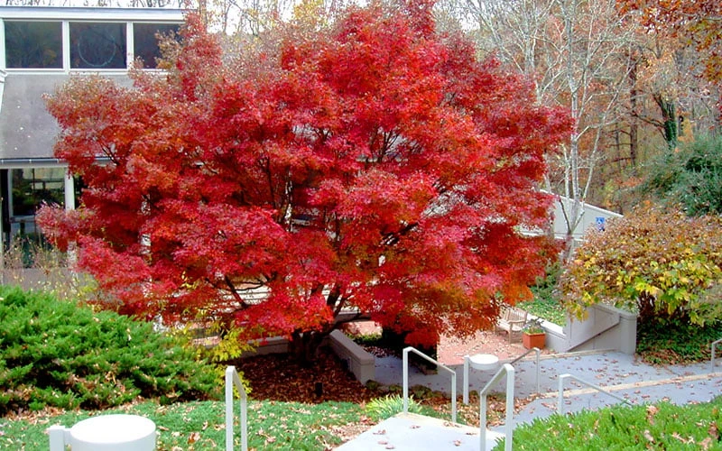 Glowing Embers Japanese Maple - 7 Gallon Pot (5-6') 9 Glowing Embers Japanese Maple - 7 Gallon Pot (5-6') - Image 9