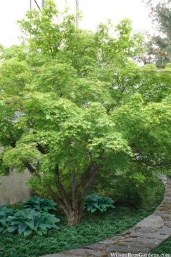 Green Leaf Japanese Maple (Acer Palmatum) - 5 Gallon Pot