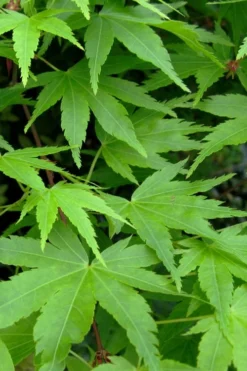 Green Leaf Japanese Maple (Acer Palmatum) - 5 Gallon Pot -OLALA Plant Shop acer palmatum green leaf japanese maple 2