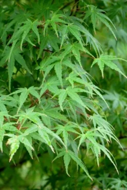 Green Leaf Japanese Maple (Acer Palmatum) - 5 Gallon Pot -OLALA Plant Shop acer palmatum green leaf japanese maple 5