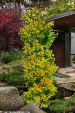 Skyscraper Columnar Japanese Maple - 1 Gallon Pot -OLALA Plant Shop acer palmatum green pillar japanese maple 1