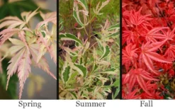 Hana Tsukasa Japanese Maple - 3 Gallon Pot (2-3') -OLALA Plant Shop acer palmatum hana tsukasa japanese maple 1