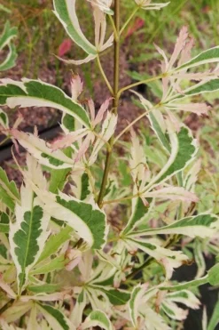 Hana Tsukasa Japanese Maple - 3 Gallon Pot (4-5') 11 Hana Tsukasa Japanese Maple - 3 Gallon Pot (4-5') -OLALA Plant Shop acer palmatum hana tsukasa japanese maple 3 1