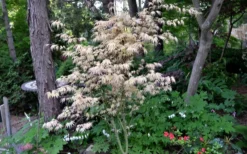 Hana Tsukasa Japanese Maple - 3 Gallon Pot (2-3') -OLALA Plant Shop acer palmatum hana tsukasa japanese maple 7