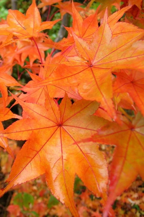 Hogyoku Japanese Maple - 1 Gallon Pot 1 Hogyoku Japanese Maple - 1 Gallon Pot
