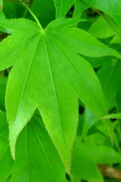 Hogyoku Japanese Maple - 1 Gallon Pot 13 Hogyoku Japanese Maple - 1 Gallon Pot -OLALA Plant Shop acer palmatum hogyoku japanese maple 4