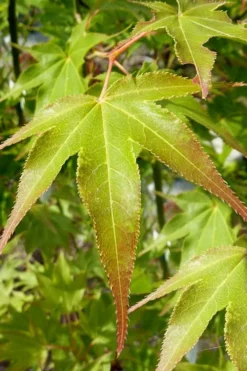 Hogyoku Japanese Maple - 3 Gallon Pot -OLALA Plant Shop acer palmatum hogyoku japanese maple 5 1