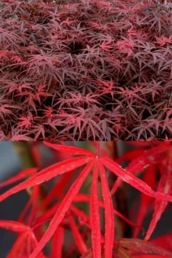 Hubb's Red Willow Japanese Maple - 3 Gallon Pot 10 Hubb's Red Willow Japanese Maple - 3 Gallon Pot -OLALA Plant Shop acer palmatum hubbs red willow japanese maple 1