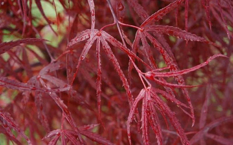 Hubb's Red Willow Japanese Maple - 3 Gallon Pot 6 Hubb's Red Willow Japanese Maple - 3 Gallon Pot - Image 6