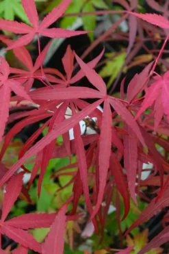 Hubb's Red Willow Japanese Maple - 3 Gallon Pot 9 Hubb's Red Willow Japanese Maple - 3 Gallon Pot -OLALA Plant Shop acer palmatum hubbs red willow japanese maple 4