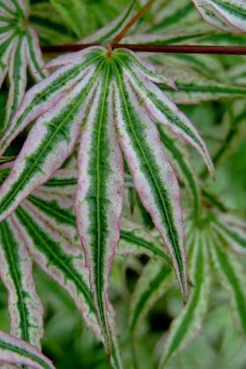 Ikandi Japanese Maple - 3 Gallon Pot (3-4') 9 Ikandi Japanese Maple - 3 Gallon Pot (3-4') - Image 9