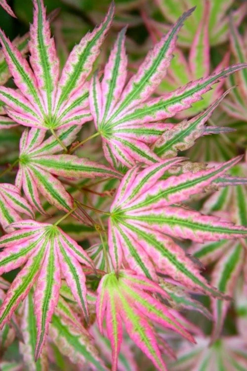 Ikandi Japanese Maple - 3 Gallon Pot (3-4') 1 Ikandi Japanese Maple - 3 Gallon Pot (3-4')