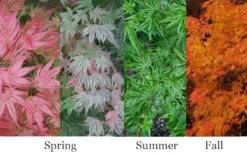 Ikandi Japanese Maple - 3 Gallon Pot (3-4') 12 Ikandi Japanese Maple - 3 Gallon Pot (3-4') -OLALA Plant Shop acer palmatum ikandi japanese maple 4