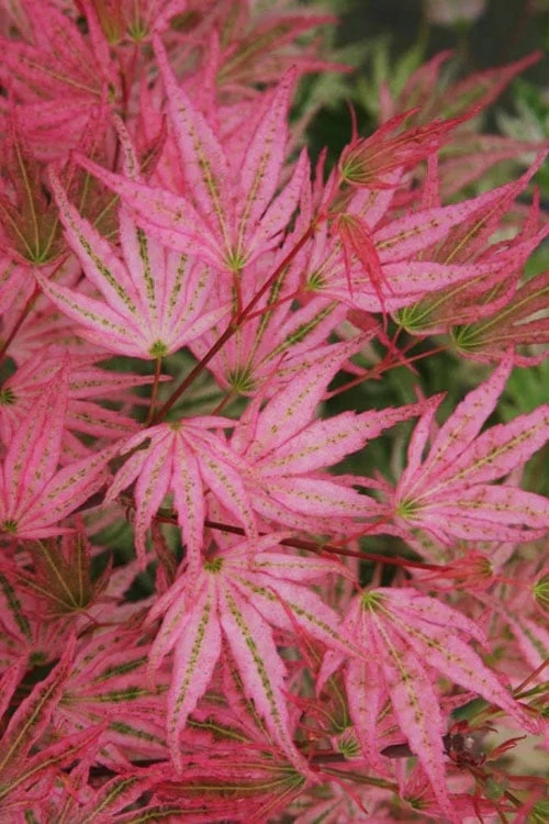 Ikandi Japanese Maple - 3 Gallon Pot (4-5') 5 Ikandi Japanese Maple - 3 Gallon Pot (4-5') - Image 5
