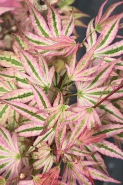 Ikandi Japanese Maple - 3 Gallon Pot (4-5') 14 Ikandi Japanese Maple - 3 Gallon Pot (4-5') -OLALA Plant Shop acer palmatum ikandi japanese maple 6 1