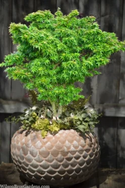 Jade Dragon Dwarf Japanese Maple - 3 Gallon Pot -OLALA Plant Shop acer palmatum jade dragon japanese maple 2