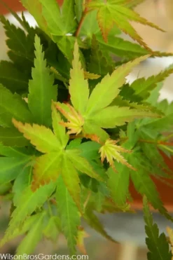 Jade Dragon Dwarf Japanese Maple - 3 Gallon Pot -OLALA Plant Shop acer palmatum jade dragon japanese maple 3