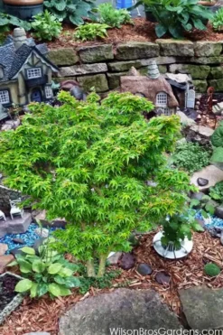 Jade Dragon Dwarf Japanese Maple - 3 Gallon Pot -OLALA Plant Shop acer palmatum jade dragon japanese maple 5