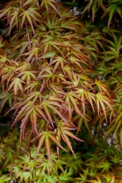 Eagle's Claw Japanese Maple - (Acer Palmatum 'Kamagata') - 3 Gallon Pot 9 Eagle's Claw Japanese Maple - (Acer Palmatum 'Kamagata') - 3 Gallon Pot -OLALA Plant Shop acer palmatum kamagata eagles claw japanese maple 2